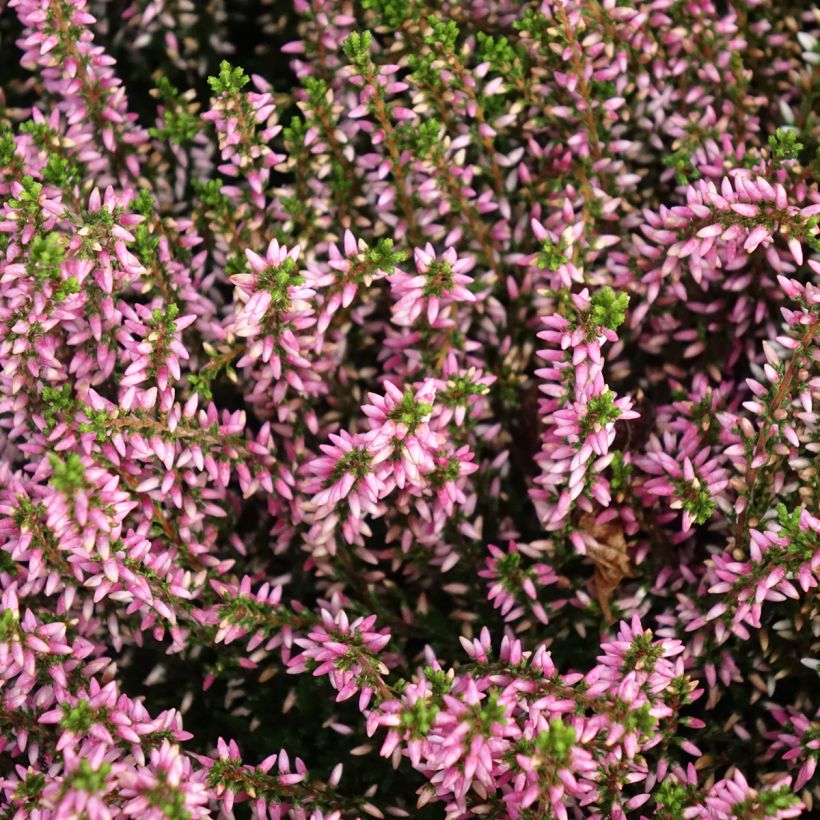 Besenheide Garden Girls Pink Angie - Calluna vulgaris (Blüte)