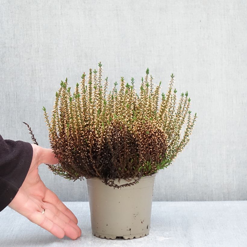 Exemplar von Besenheide Garden Girls Pink Angie - Calluna vulgaris Topf mit 1L/1,5L wie im Winter geliefert