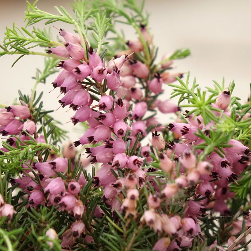 Besenheide Garden Girls Pink Bettina - Calluna vulgaris (Flowering)