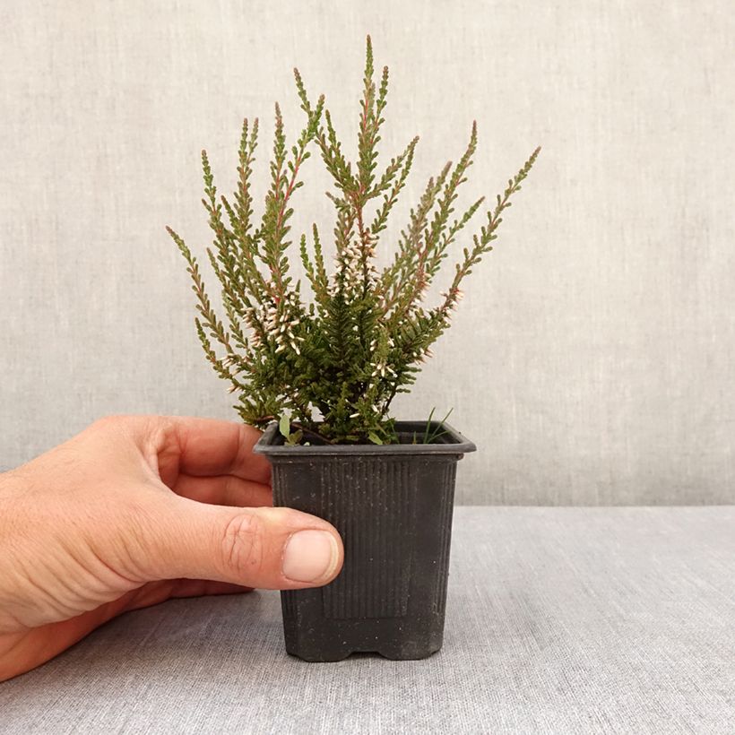 Example of Besenheide Garden Girls Pink Bettina - Calluna vulgaris Kleine Töpfe von 8/9 cm as you get in printemps