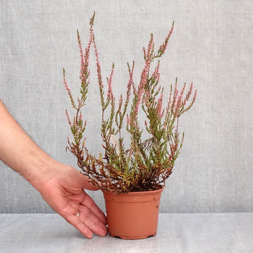 Exemplar von Besenheide Garden Girls Pink Bettina - Calluna vulgaris Topf mit 1L/1,5L wie im Sommer geliefert