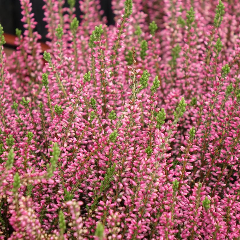 Besenheide Garden Girls Rosita - Calluna vulgaris (Plant habit)