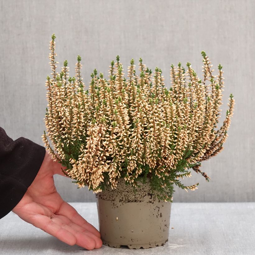 Example of Besenheide Garden Girls Rosita - Calluna vulgaris Topf mit 1L/1,5L as you get in hiver