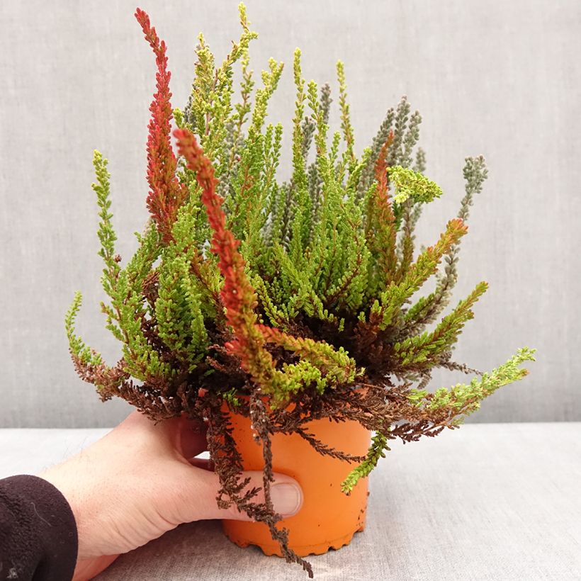 Example of Besenheide Garden Girls Sunset Fire Trio - Calluna vulgaris Topf mit 1L/1,5L as you get in hiver