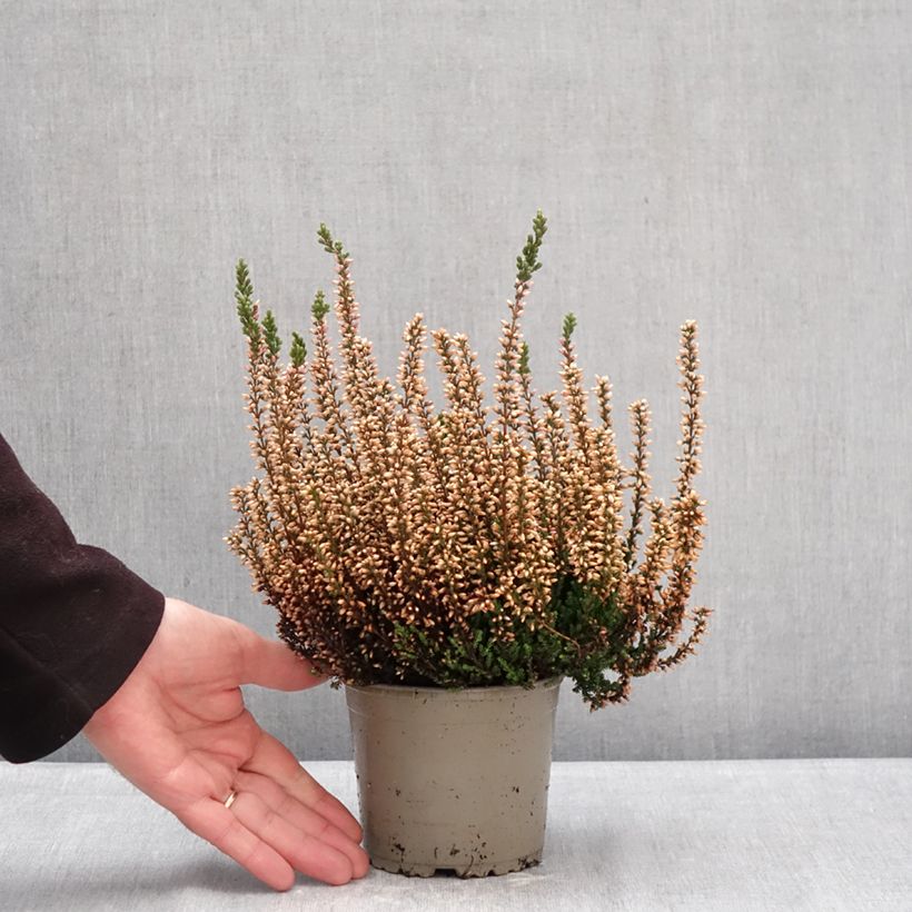 Exemplar von Besenheide Garden Girls Zelia - Calluna vulgaris Topf mit 1L/1,5L wie im Winter geliefert