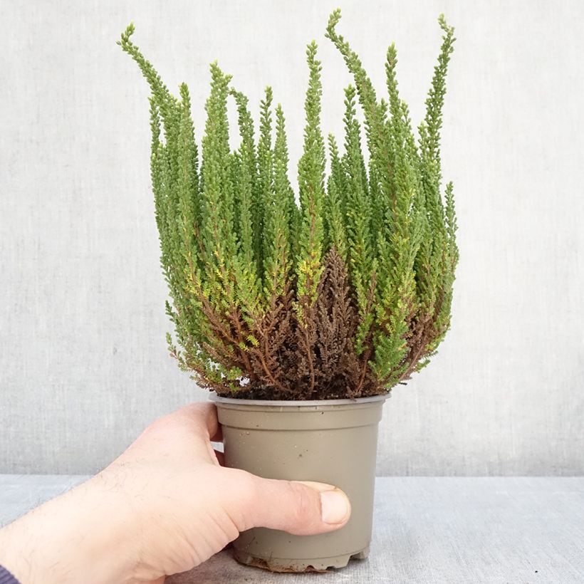 Exemplar von Besenheide Garden Girls Zelia - Calluna vulgaris Topf mit 1L/1,5L wie im Frühjahr geliefert