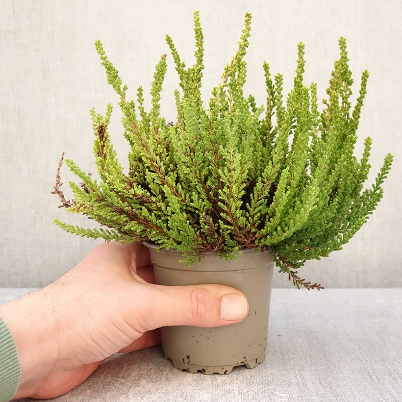 Exemplar von Besenheide Garden Girls Zeta - Calluna vulgaris Topf mit 1L/1,5L wie im Winter geliefert