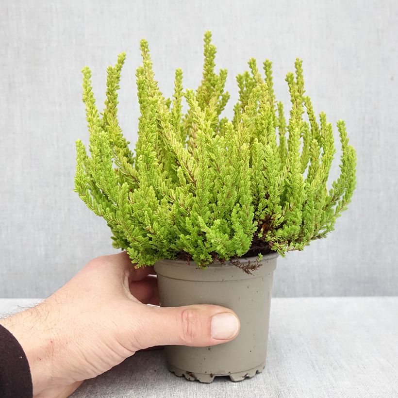 Exemplar von Besenheide Garden Girls Zoe - Calluna vulgaris Topf mit 1L/1,5L wie im Herbst geliefert