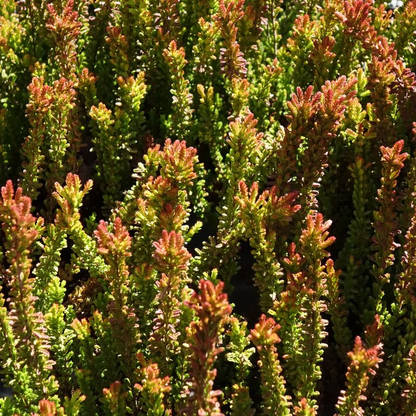Besenheide Garden Girls Zorina - Calluna vulgaris (Laub)