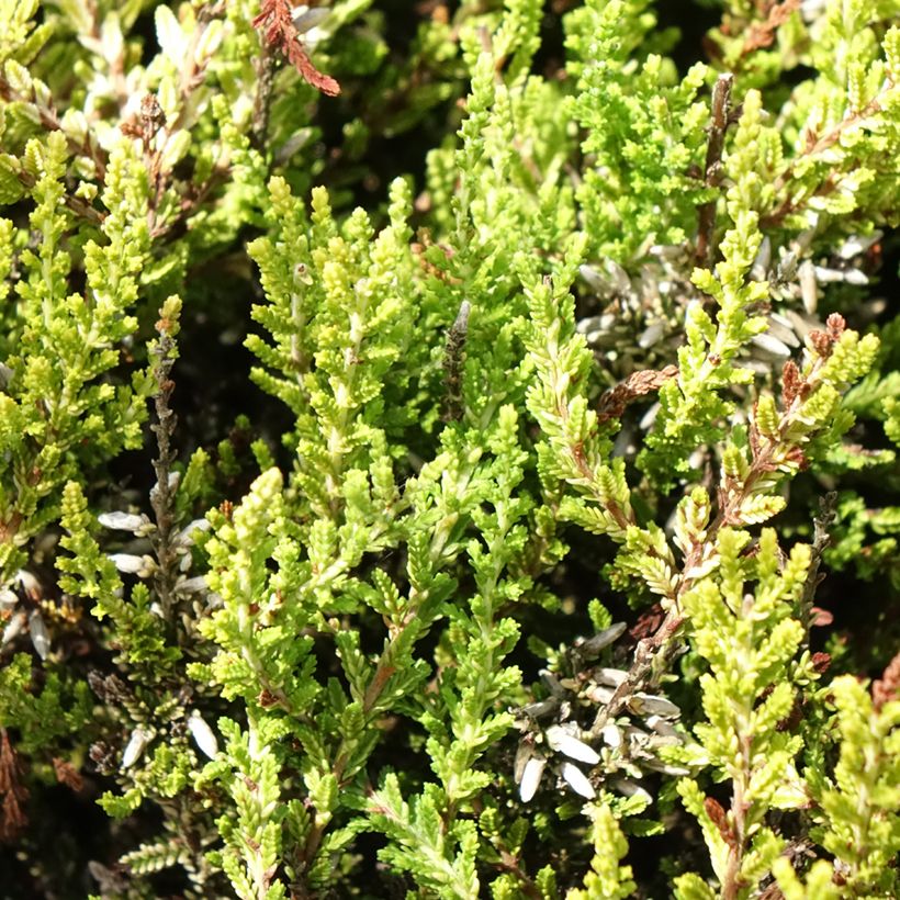 Besenheide Anouk - Calluna vulgaris (Laub)