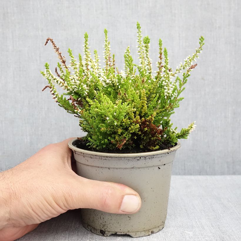 Exemplar von Besenheide Anouk - Calluna vulgaris Topf 10 cm/11cm wie im Herbst geliefert