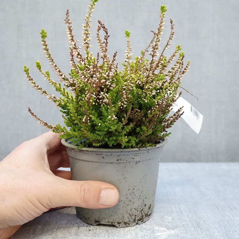 Exemplar von Besenheide Anouk - Calluna vulgaris Topf 12 cm / 13 cm wie im Winter geliefert