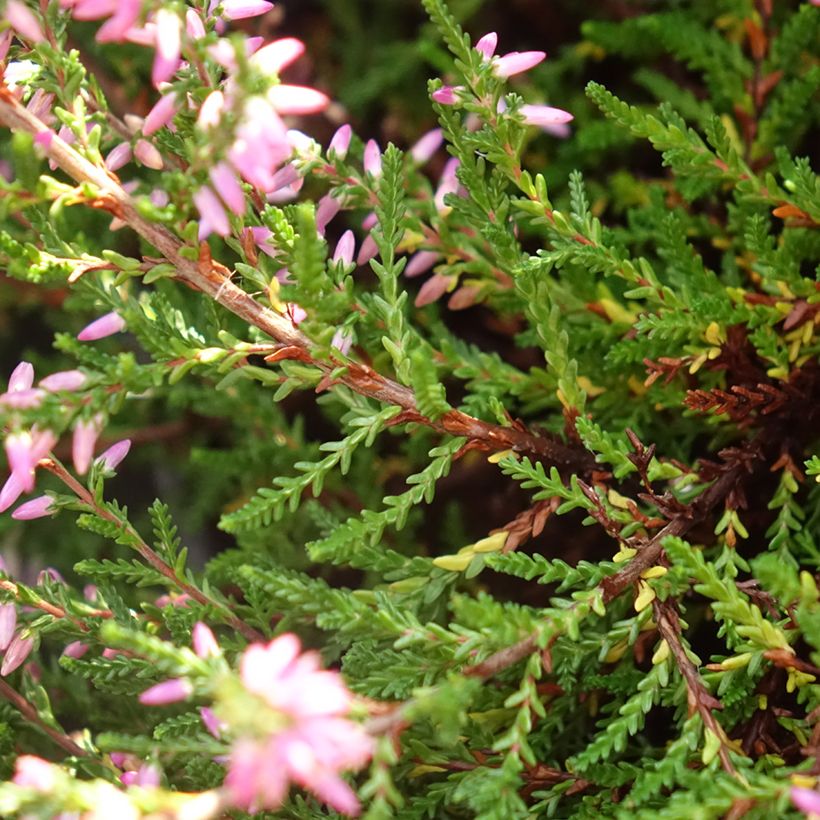 Besenheide Marleen - Calluna vulgaris (Foliage)