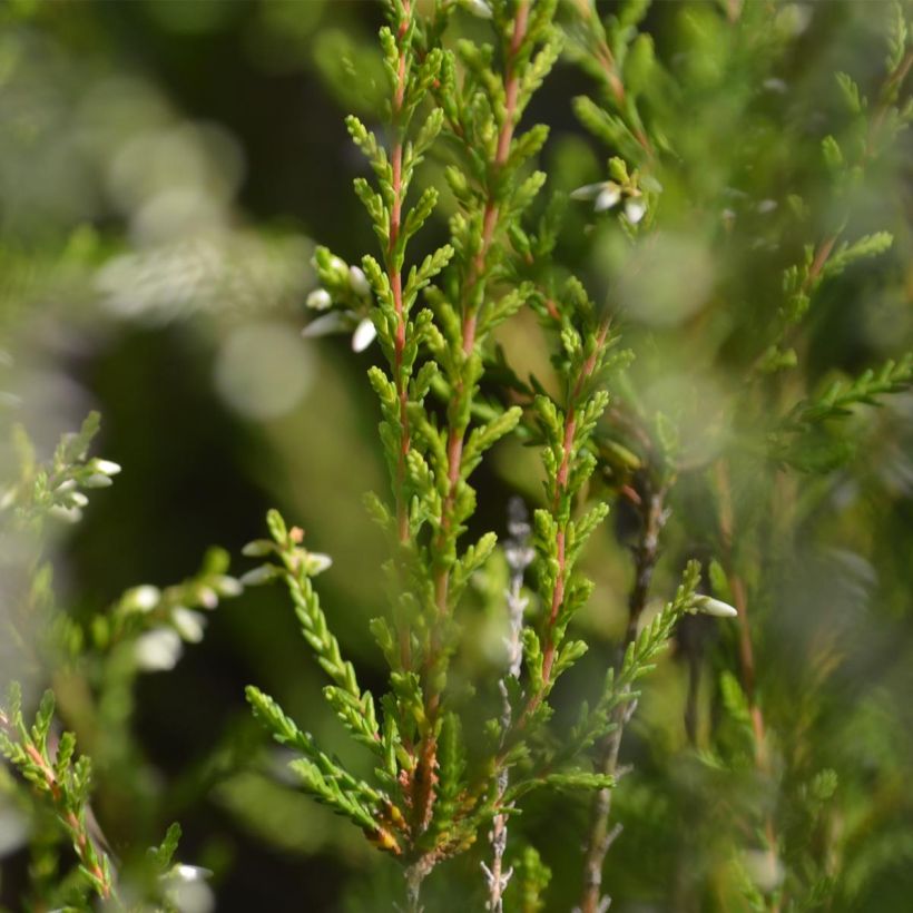 Besenheide Marlies - Calluna vulgaris (Foliage)