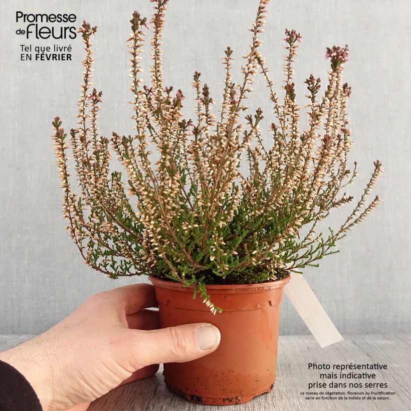 Exemplar von Bruyère d'été - Calluna vulgaris Marlies Pot de 1L/1,5L wie im Winter geliefert