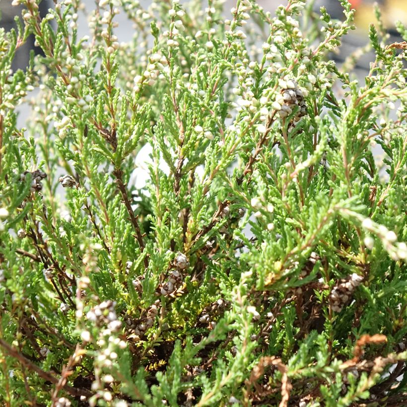 Besenheide Radnor - Calluna vulgaris (Foliage)