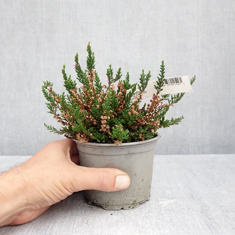 Exemplar von Besenheide Radnor - Calluna vulgaris Topf 12 cm / 13 cm wie im Herbst geliefert