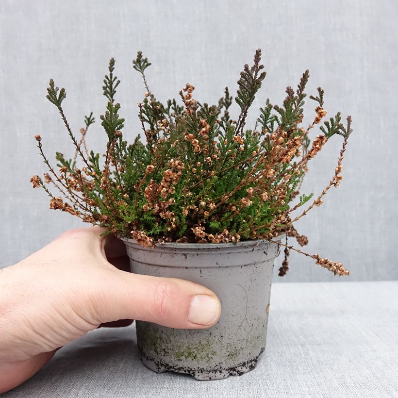 Exemplar von Bruyère d'été - Calluna vulgaris Radnor Pot de 12 cm / 13 cm wie im Winter geliefert