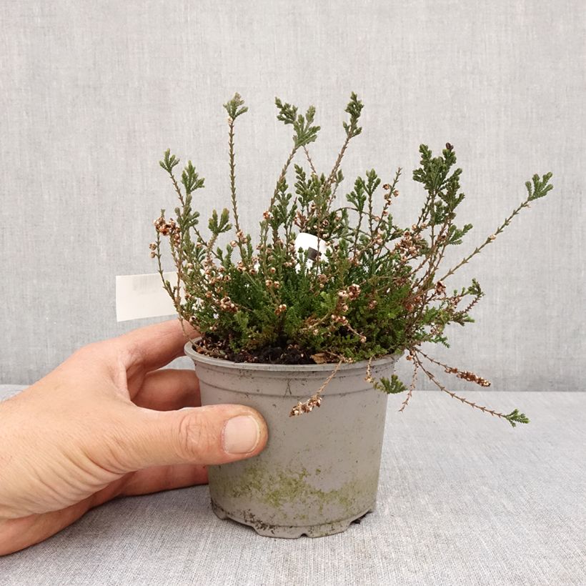 Example of Besenheide Radnor - Calluna vulgaris Topf 12 cm / 13 cm as you get in printemps