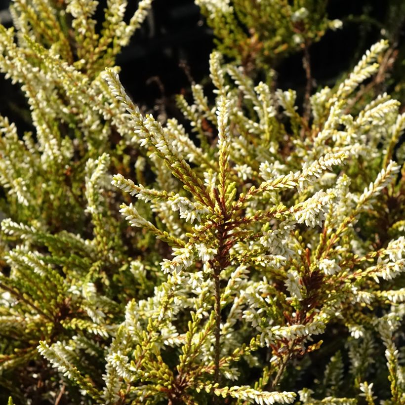 Besenheide Sandy - Calluna vulgaris (Laub)