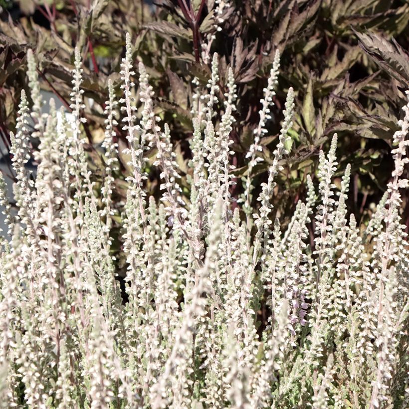 Besenheide Silver Knight - Calluna vulgaris (Laub)