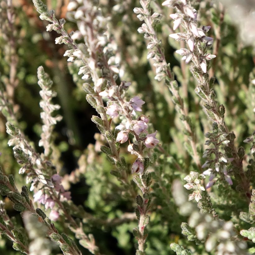 Besenheide Silver Knight - Calluna vulgaris (Blüte)
