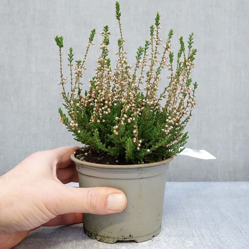 Example of Besenheide Spring Cream - Calluna vulgaris Topf 12 cm / 13 cm as you get in hiver