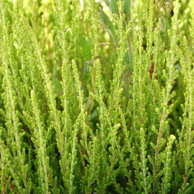 Besenheide Garden Girls Theresa - Calluna vulgaris (Foliage)