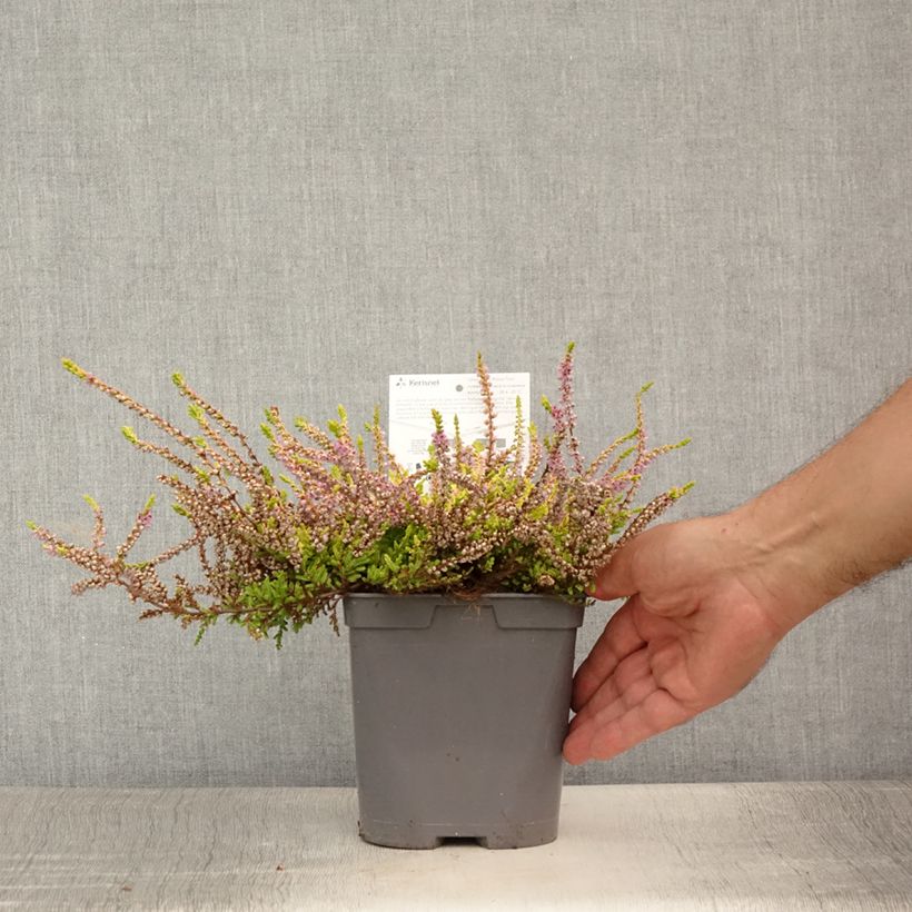 Exemplar von Besenheide Wickwar Flame - Calluna vulgaris Topf mit 2L/3L wie im Sommer geliefert