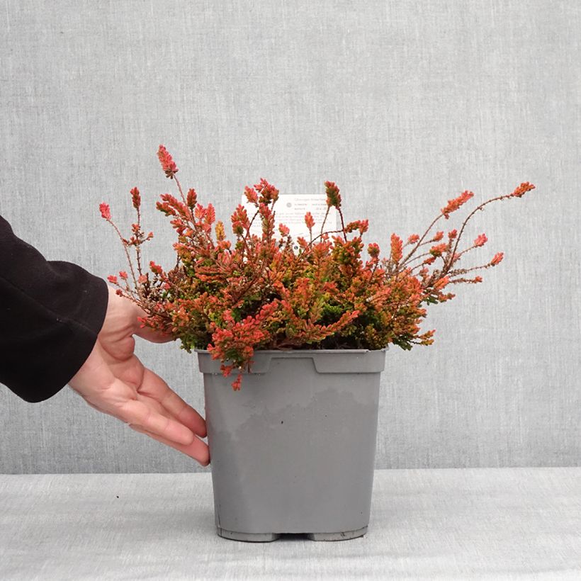 Example of Besenheide Wickwar Flame - Calluna vulgaris Topf mit 2L/3L as you get in hiver