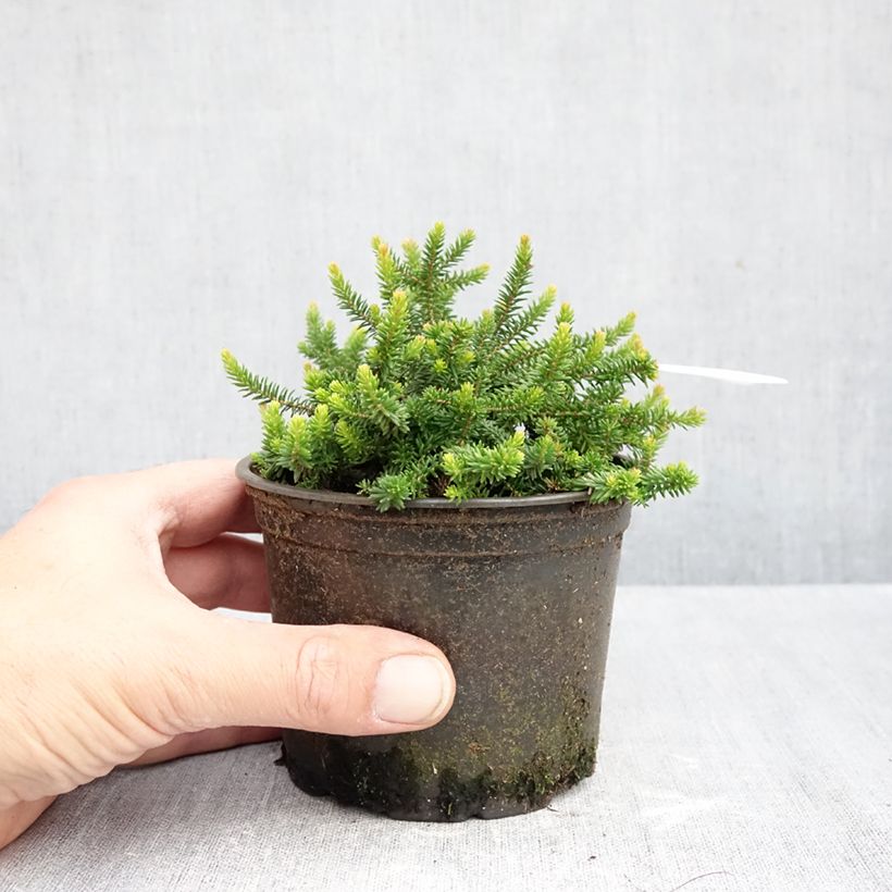 Exemplar von Heide P.D. Williams - Erica williamsii Topf 10 cm/11cm wie im Herbst geliefert