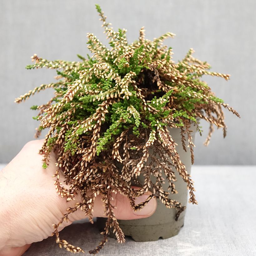 Example of Besenheide Rasta Girls Netty - Calluna vulgaris Topf 12 cm / 13 cm as you get in hiver