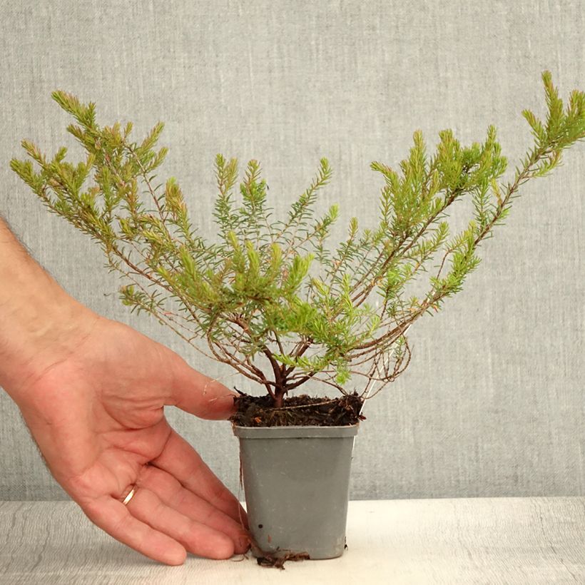 Exemplar von Winterblühende Heide Ghost Hills - Erica darleyensis Kleine Töpfe von 8/9 cm wie im Sommer geliefert