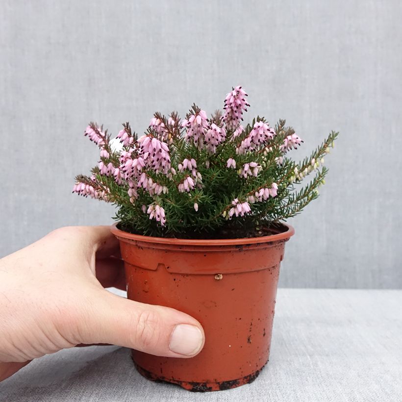 Exemplar von Bruyère d'hiver - Erica x darleyensis J.W. Porter Pot de 1L/1,5L wie im Winter geliefert
