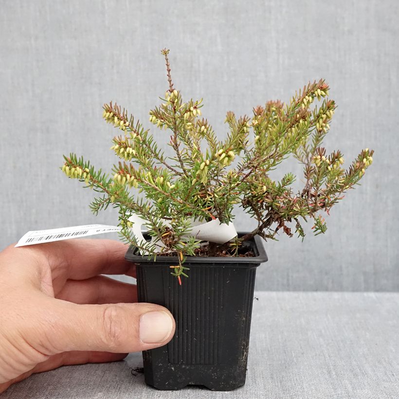 Exemplar von Winterblühende Heide Winter Belles Tylou - Erica darleyensis Kleine Töpfe von 8/9 cm wie im Herbst geliefert