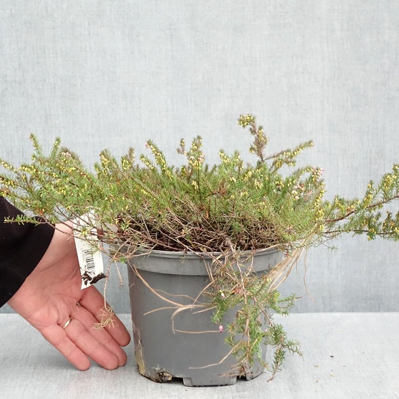 Exemplar von Winterblühende Heide Furzey - Erica darleyensis Topf mit 2L/3L wie im Herbst geliefert