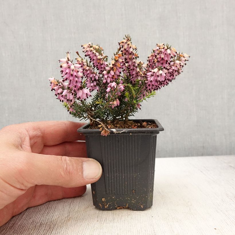 Example of Schnee-Heide Ruby Glow - Erica carnea Kleine Töpfe von 8/9 cm as you get in printemps
