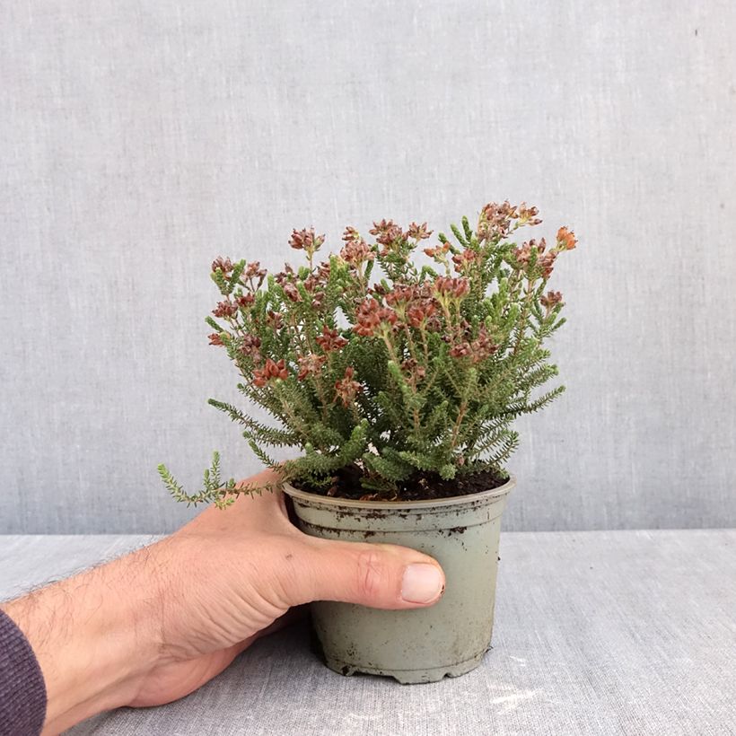 Exemplar von Echte Glocken-Heide Alba - Erica tetralix Topf 10 cm/11cm wie im Herbst geliefert