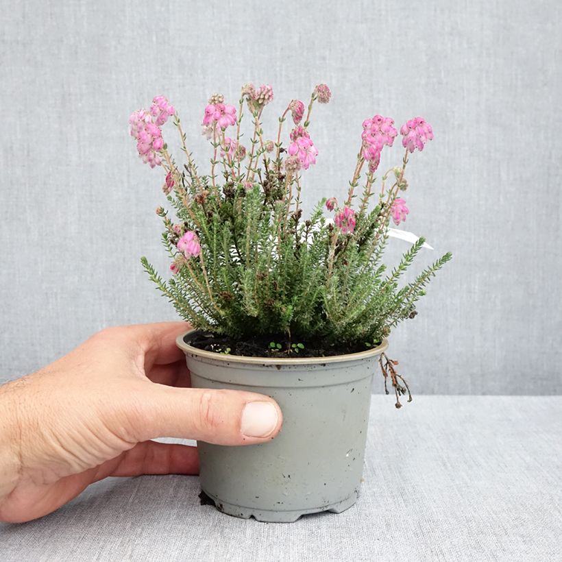 Example of Echte Glocken-Heide Con Underwood - Erica tetralix Topf 12 cm / 13 cm as you get in printemps