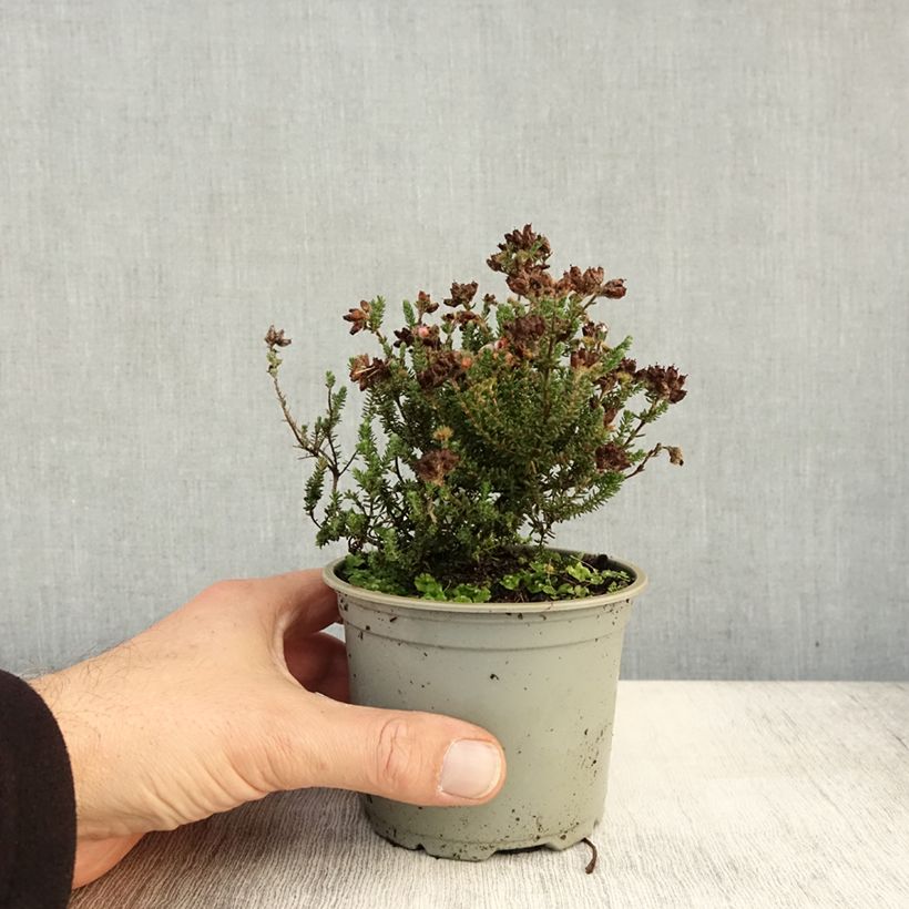 Exemplar von Echte Glocken-Heide - Erica tetralix Topf 10 cm/11cm wie im Herbst geliefert