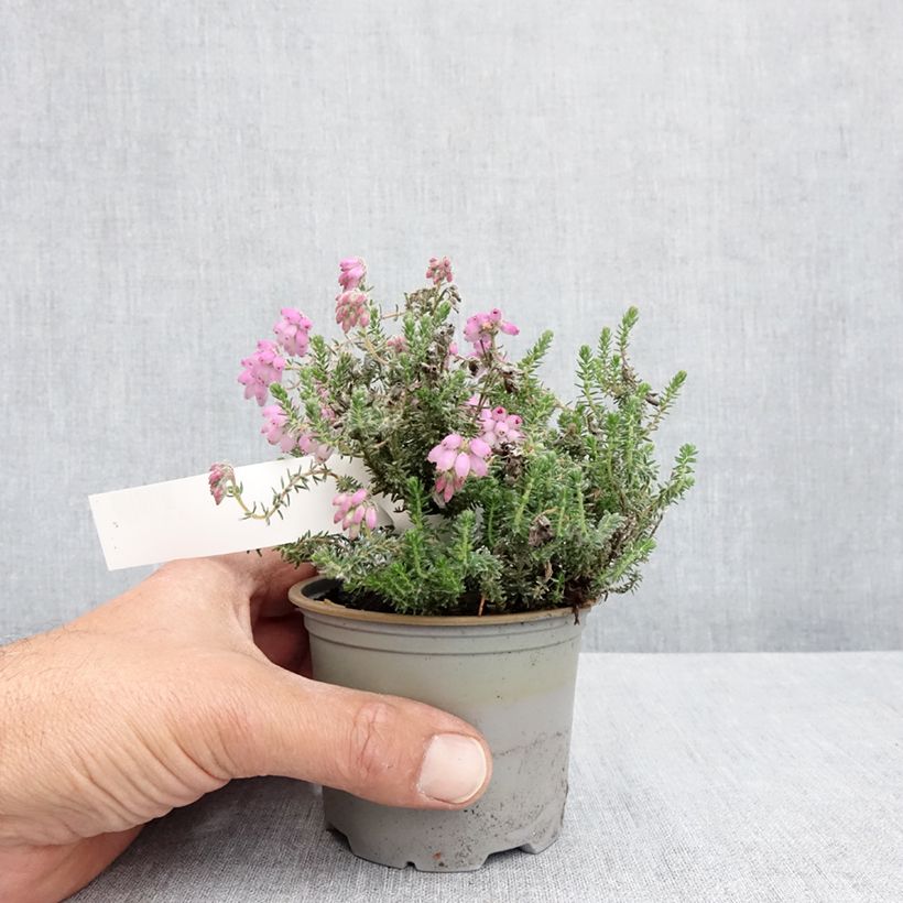 Example of Echte Glocken-Heide Tina - Erica tetralix Topf 12 cm / 13 cm as you get in printemps