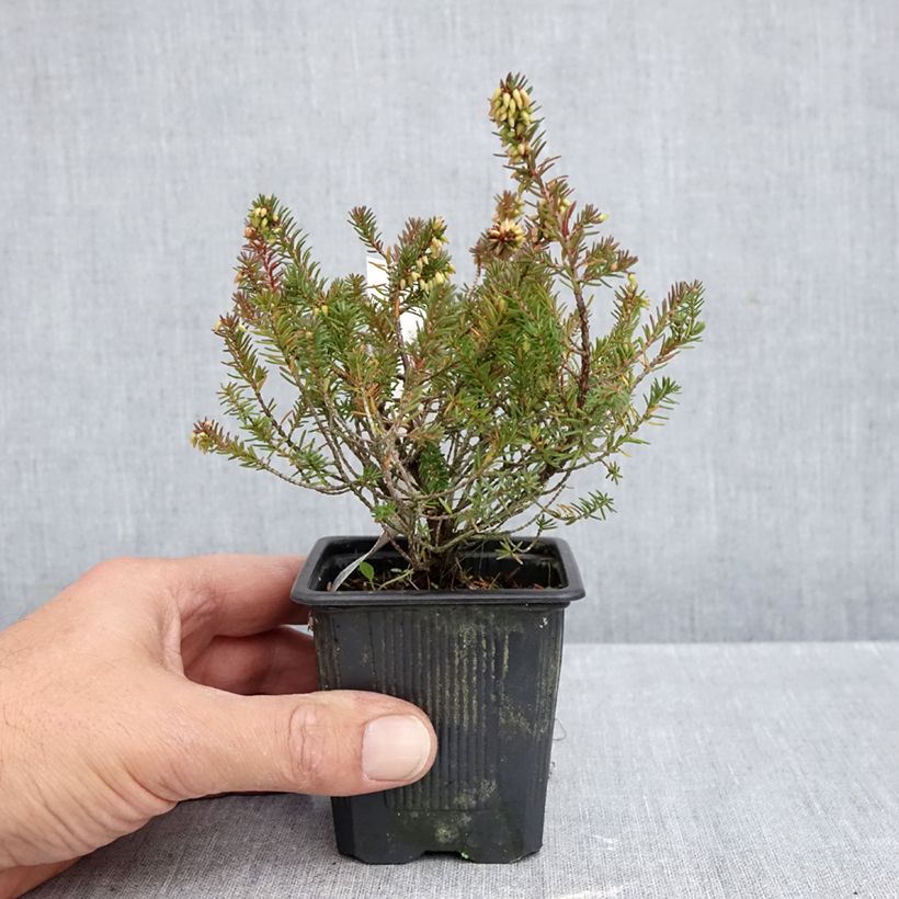 Exemplar von Schnee-Heide Eva - Erica carnea Kleine Töpfe von 8/9 cm wie im Herbst geliefert