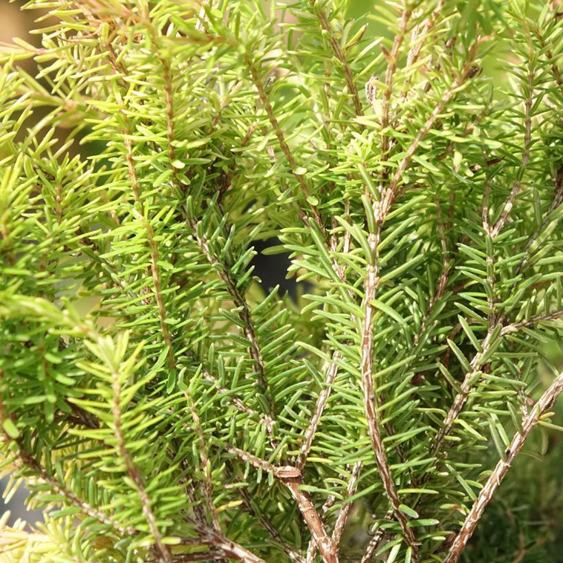 Schnee-Heide Foxhollow - Erica carnea f. aureifolia (Laub)
