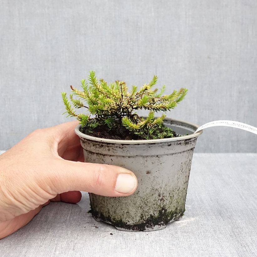 Exemplar von Schnee-Heide Foxhollow - Erica carnea f. aureifolia Topf 12 cm / 13 cm wie im Herbst geliefert