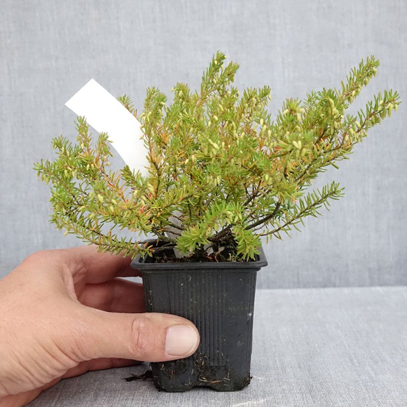 Exemplar von Winterblühende Heide Jenny Porter - Erica darleyensis Kleine Töpfe von 8/9 cm wie im Herbst geliefert
