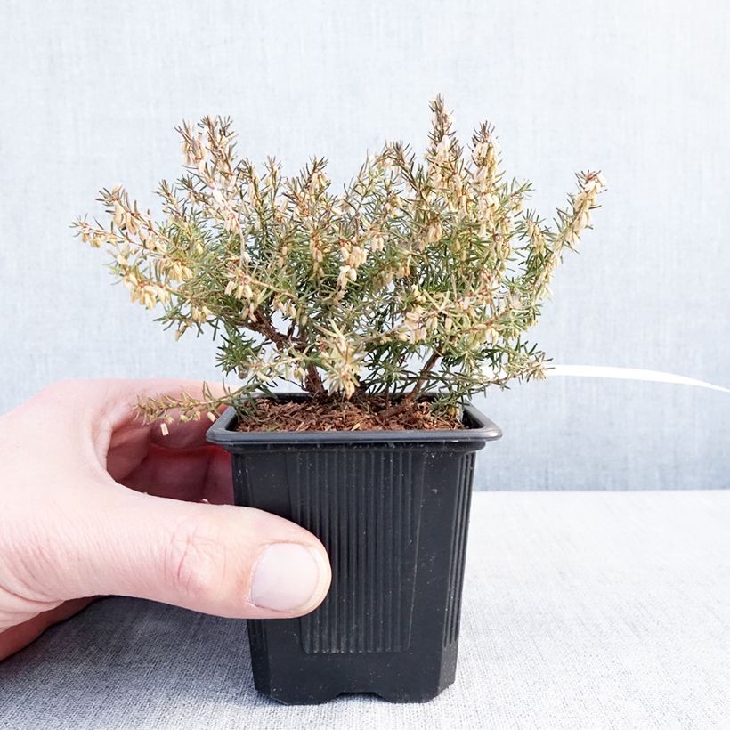 Exemplar von Bruyère des neiges - Erica carnea Jenny Porter Godet de 8/9 cm wie im Winter geliefert