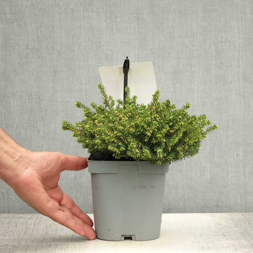 Exemplar von Winterblühende Heide Jenny Porter - Erica darleyensis Topf mit 2L/3L wie im Sommer geliefert