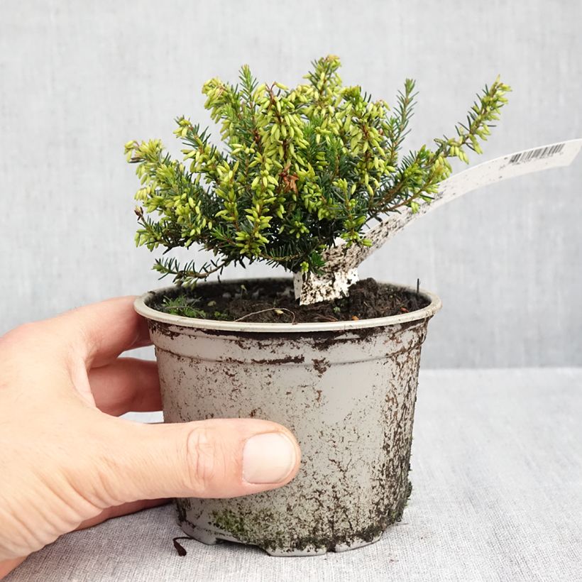 Exemplar von Schnee-Heide Rosalie - Erica carnea Topf 10 cm/11cm wie im Herbst geliefert