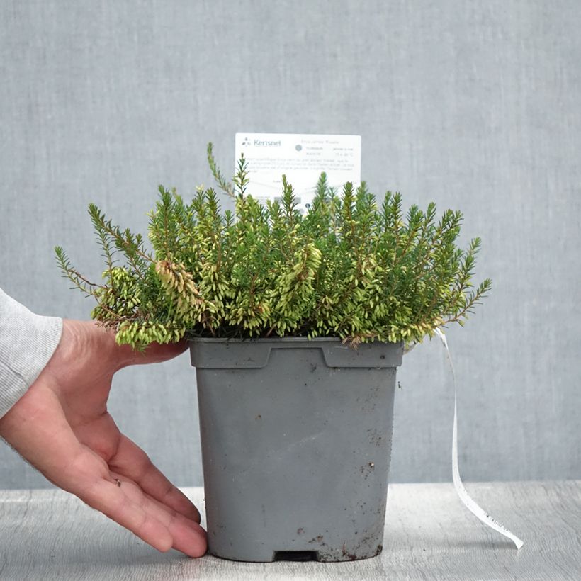 Exemplar von Schnee-Heide Rosalie - Erica carnea Topf mit 2L/3L wie im Sommer geliefert