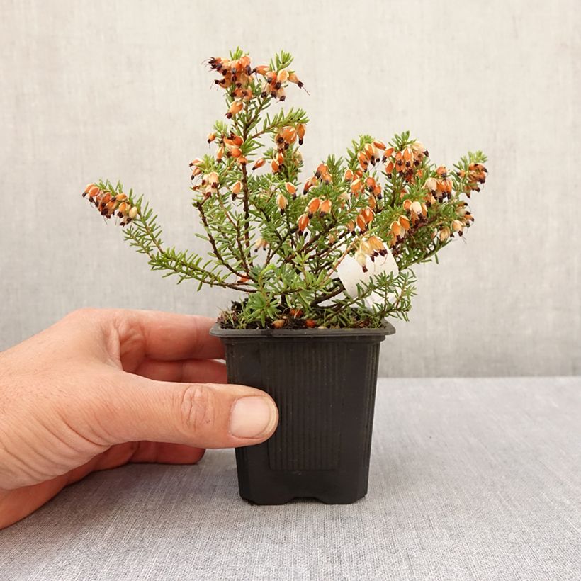 Example of Schnee-Heide Snow Queen - Erica carnea Kleine Töpfe von 8/9 cm as you get in printemps